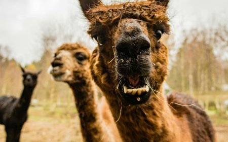 "16 Animals with Faces That Will Melt Your Heart"