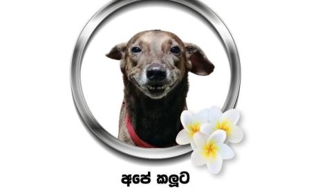 A University, A Dog, and the Kindness That Moved a Nation