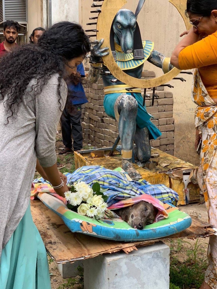 A University, A Dog, and the Kindness That Moved a Nation