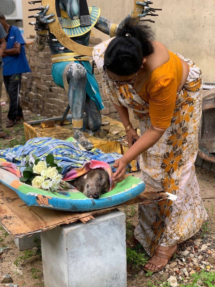 A University, A Dog, and the Kindness That Moved a Nation