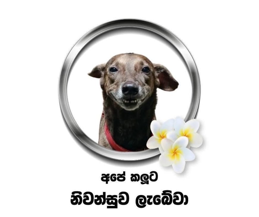 A University, A Dog, and the Kindness That Moved a Nation