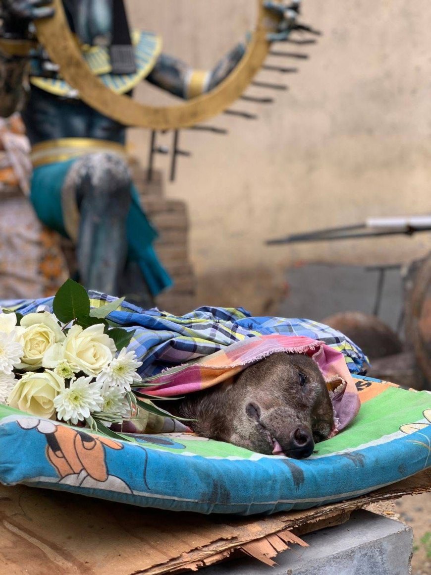 A University, A Dog, and the Kindness That Moved a Nation