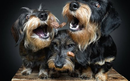 “20 Treat-Catching Moments That Will Make You Love Dogs Even More - by Christian Vieler ”