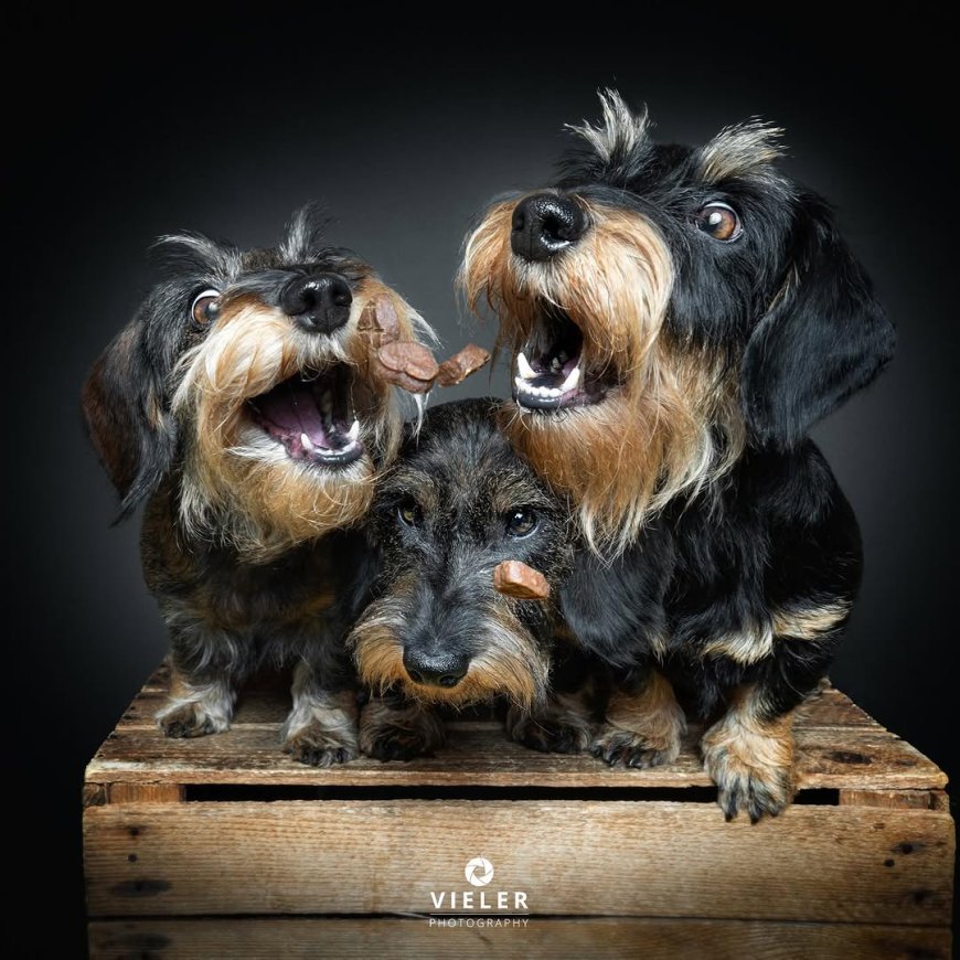 “20 Treat-Catching Moments That Will Make You Love Dogs Even More - by Christian Vieler ”