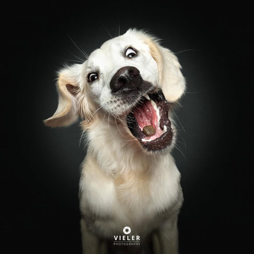 “20 Treat-Catching Moments That Will Make You Love Dogs Even More - by Christian Vieler ”
