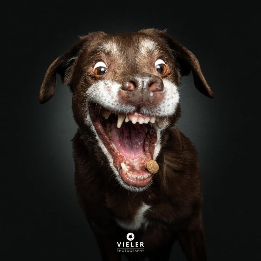 “20 Treat-Catching Moments That Will Make You Love Dogs Even More - by Christian Vieler ”
