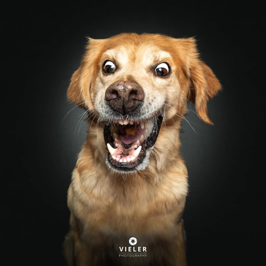 “20 Treat-Catching Moments That Will Make You Love Dogs Even More - by Christian Vieler ”