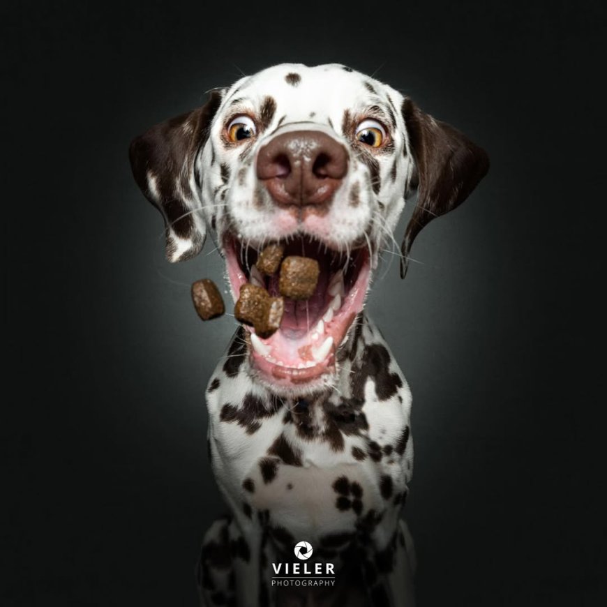 “20 Treat-Catching Moments That Will Make You Love Dogs Even More - by Christian Vieler ”