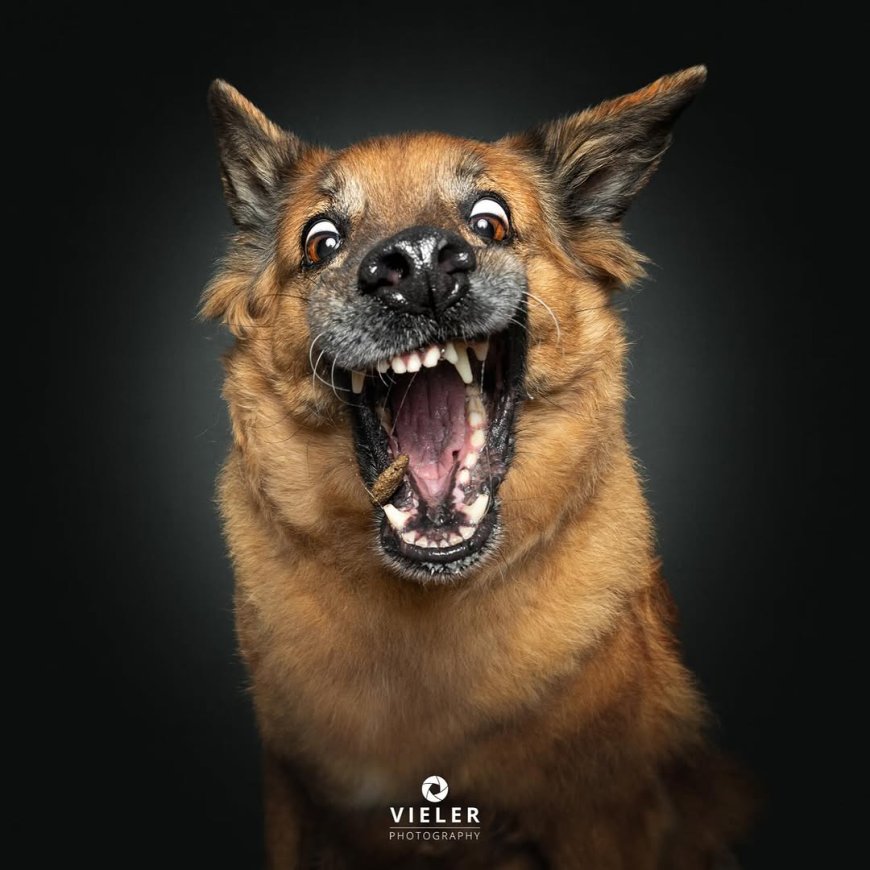 “20 Treat-Catching Moments That Will Make You Love Dogs Even More - by Christian Vieler ”