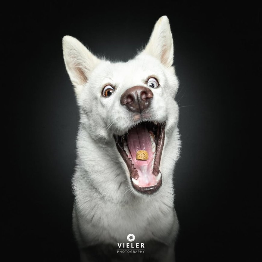 “20 Treat-Catching Moments That Will Make You Love Dogs Even More - by Christian Vieler ”