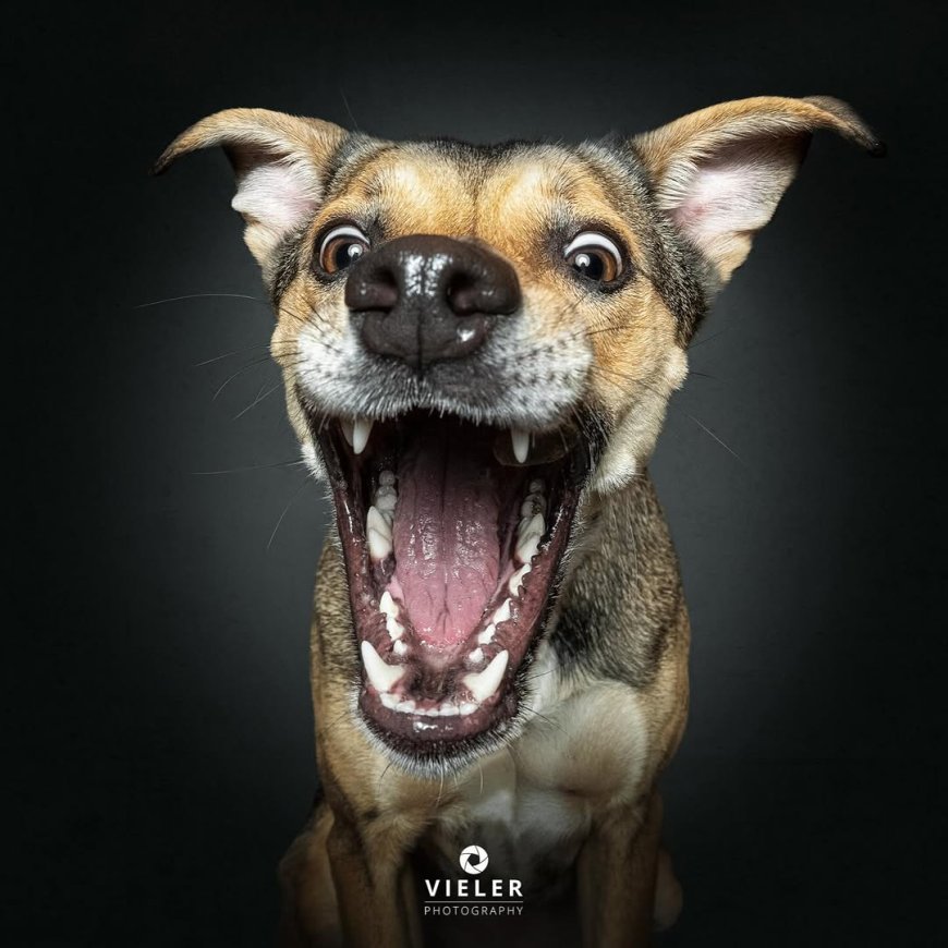 “20 Treat-Catching Moments That Will Make You Love Dogs Even More - by Christian Vieler ”