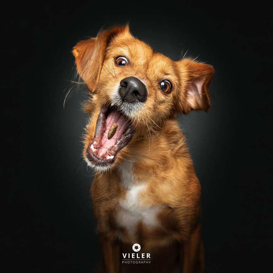 “20 Treat-Catching Moments That Will Make You Love Dogs Even More - by Christian Vieler ”