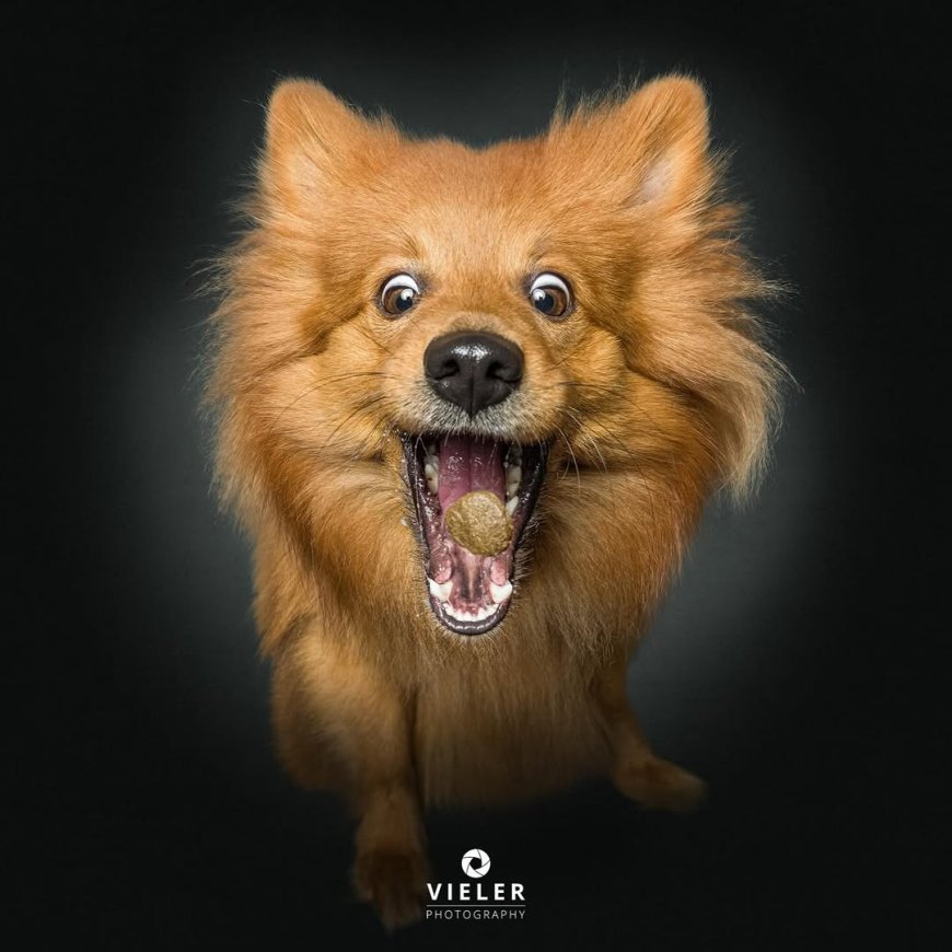 “20 Treat-Catching Moments That Will Make You Love Dogs Even More - by Christian Vieler ”