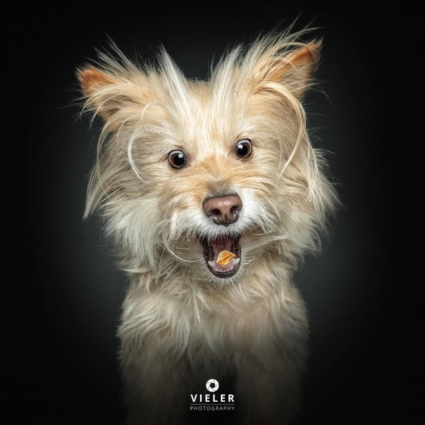 “20 Treat-Catching Moments That Will Make You Love Dogs Even More - by Christian Vieler ”