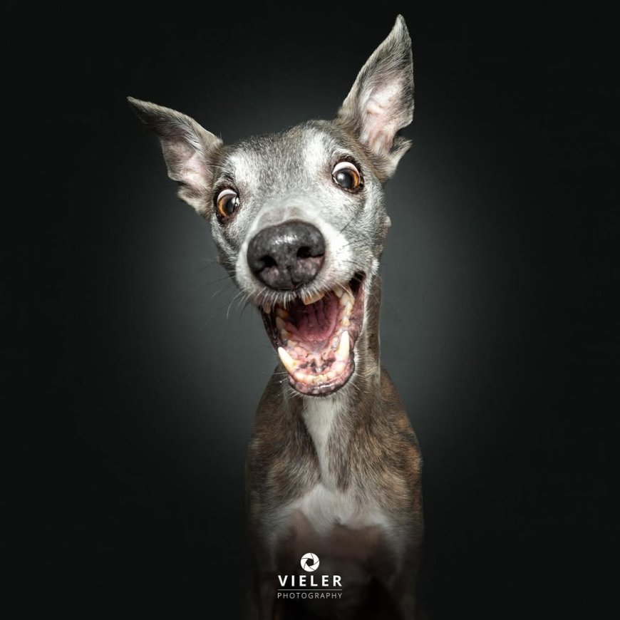 “20 Treat-Catching Moments That Will Make You Love Dogs Even More - by Christian Vieler ”