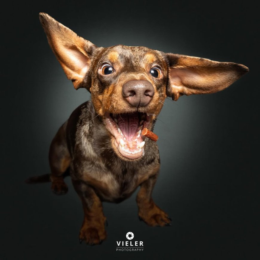 “20 Treat-Catching Moments That Will Make You Love Dogs Even More - by Christian Vieler ”