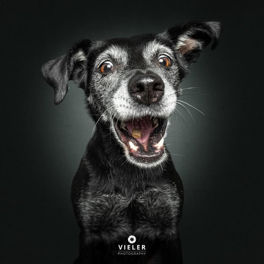 “20 Treat-Catching Moments That Will Make You Love Dogs Even More - by Christian Vieler ”