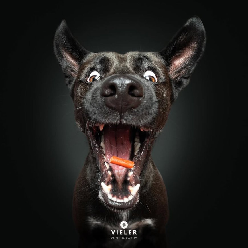“20 Treat-Catching Moments That Will Make You Love Dogs Even More - by Christian Vieler ”