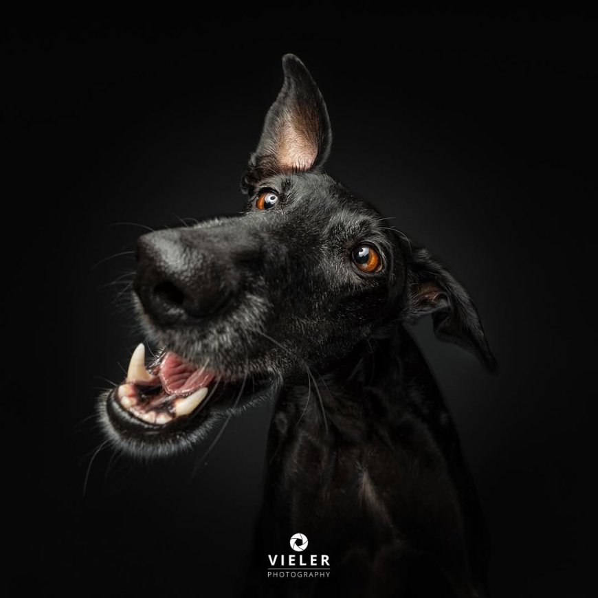 “20 Treat-Catching Moments That Will Make You Love Dogs Even More - by Christian Vieler ”