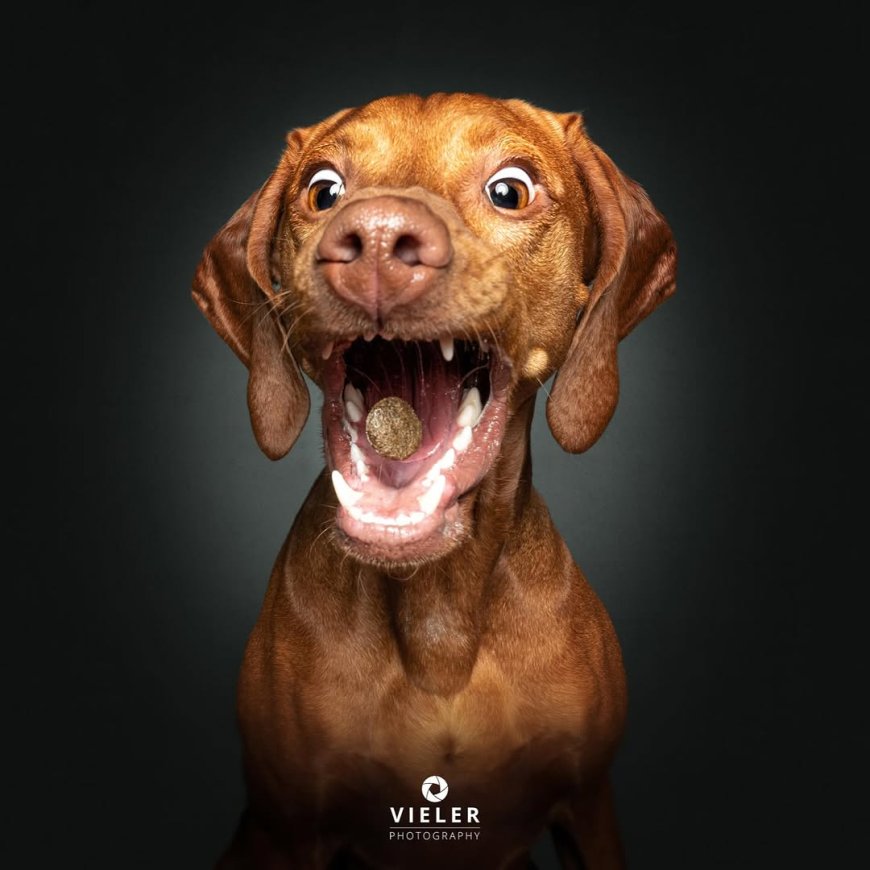 “20 Treat-Catching Moments That Will Make You Love Dogs Even More - by Christian Vieler ”