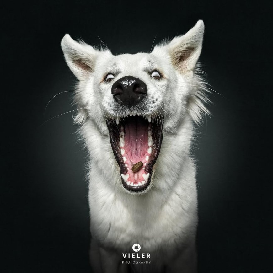 “20 Treat-Catching Moments That Will Make You Love Dogs Even More - by Christian Vieler ”