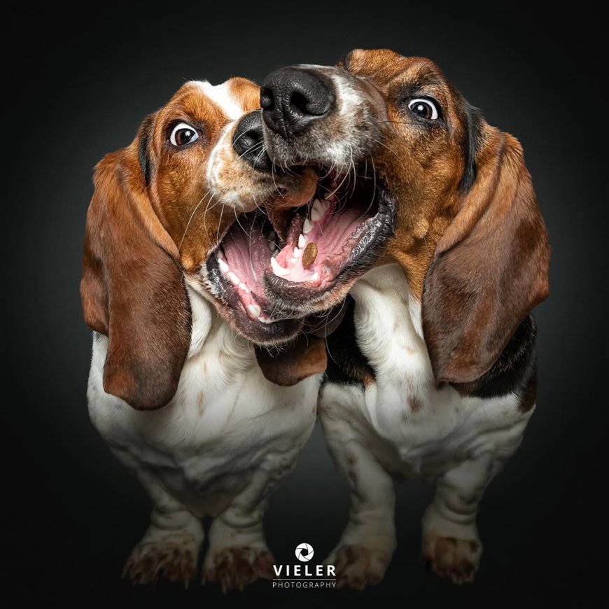 “20 Treat-Catching Moments That Will Make You Love Dogs Even More - by Christian Vieler ”
