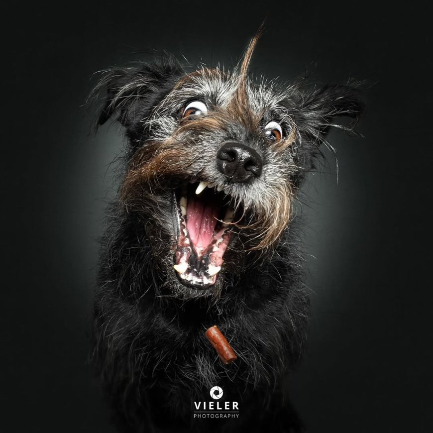 “20 Treat-Catching Moments That Will Make You Love Dogs Even More - by Christian Vieler ”